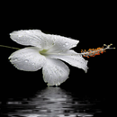 Dewy White Flower LWP APK