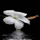 Dewy White Flower LWP আইকন