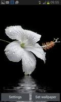 Dewy White Flower LWP পোস্টার