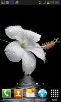 برنامه‌نما Dewy White Flower LWP عکس از صفحه