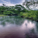 Forest Pond Live Wallpaper APK