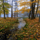 APK Forest Rain Live Wallpaper