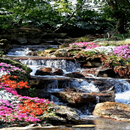 Flowers River Live Wallpaper APK