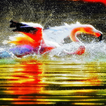 Flamingo Splash Live Wallpaper