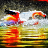 Flamingo Splash Live Wallpaper icon