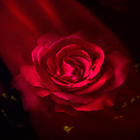 Flare Pink Rose LWP icône