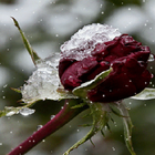 Frozen Red Rose LWP আইকন