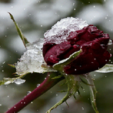 Frozen Red Rose LWP icône