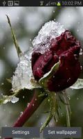 Frozen Red Rose LWP الملصق