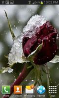 Frozen Red Rose LWP تصوير الشاشة 1