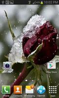 Frozen Red Rose LWP screenshot 2