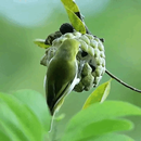 Green Bird Live Wallpaper APK