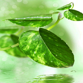 Green Leaf Shine Lwp icône