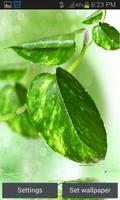 Green Leaf Shine Lwp 海報