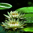 Icona Green Lotus Live Wallpaper