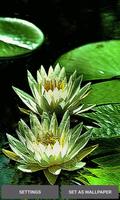 Poster Green Lotus Live Wallpaper
