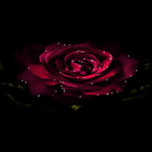 Light Rose Blooming LWP icon