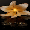 Lilly For You LWP