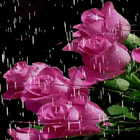 Lovely Rainy Roses LWP آئیکن