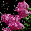 Lovely Rainy Roses LWP