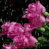 Lovely Rainy Roses LWP icône