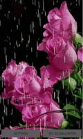 Lovely Rainy Roses LWP capture d'écran 2