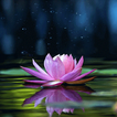 Magical Lotus Live Wallpaper