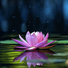 Magical Lotus Live Wallpaper 图标