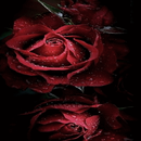 Magical Roses Live Wallpaper APK
