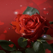 Magical Red Rose LWP
