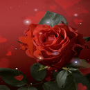 Magical Red Rose LWP APK
