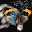 Multicolor Butterfly LWP