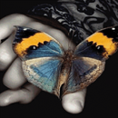 Multicolor Butterfly LWP APK