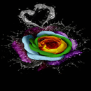 Multicolor Water Rose LWP APK