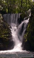 Nature Forest Waterfall LWP poster