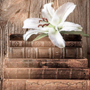 Old Books Live Wallpaper APK