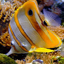 Orange White Fish LWP APK