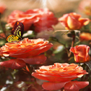Orange Butterfly Rose LWP APK