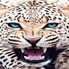 Panther Roaring LWP icon