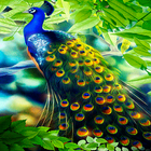 Peacock Beauty Live Wallpaper icône