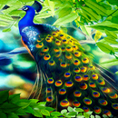 Peacock Beauty Live Wallpaper APK