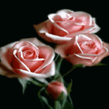 Pink Roses Live Wallpaper