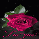 Pink Rainy Rose LWP icon