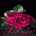 Pink Rainy Rose LWP icono