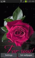 Pink Rainy Rose LWP Affiche