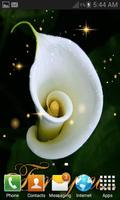 Poster Pretty  White Flower LWP