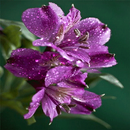 Purple Flowers Shine LWP APK