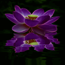 Purple Lotus Live Wallpaper APK