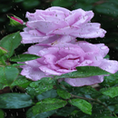 Purple Rainy Rose LWP APK