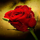 Rain Drop Rose LWP آئیکن